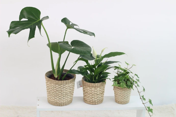 Live indoor plants for homes and offices in Nairobi