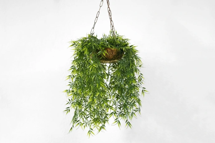 Live outdoor plants for balconies gardens and patios in Nairobi