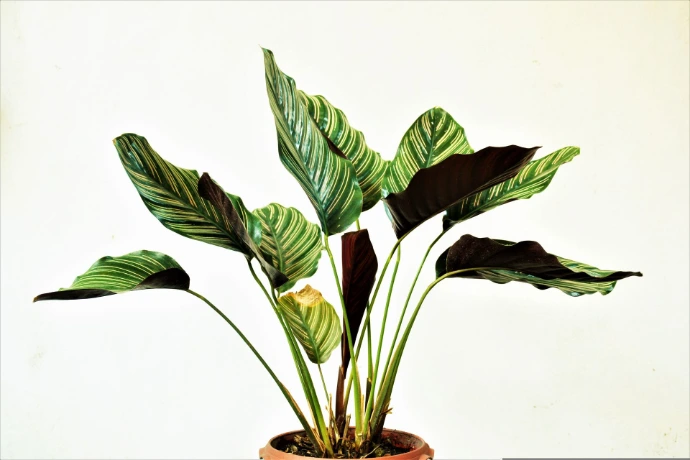 Live indoor plants for homes and offices in Nairobi