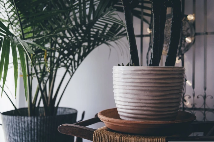Potted live plants available in Kenya from Peng Frames
