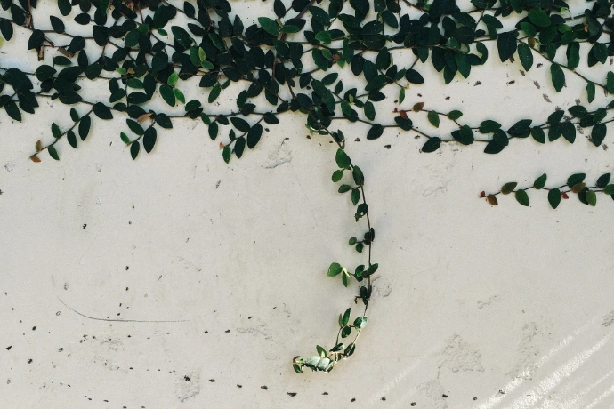 Decorative live plants for interior spaces in Nairobi